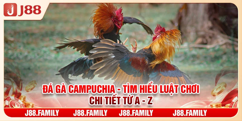 Đá Gà Campuchia - Tìm Hiểu Luật Chơi Chi Tiết Từ A - Z