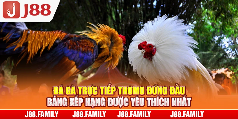 Đá gà trực tiếp thomo đứng đầu bảng xếp hạng được yêu thích nhất