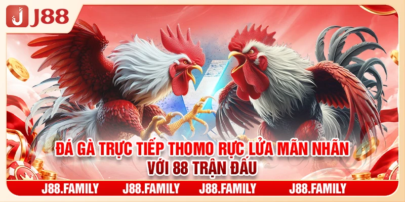 Đá Gà Trực Tiếp Thomo Rực Lửa Mãn Nhãn Với 88 Trận Đấu