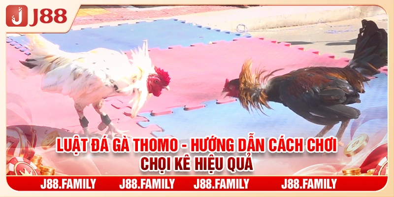 Luật Đá Gà Thomo - Hướng dẫn Cách Chơi Chọi Kê Hiệu Quả
