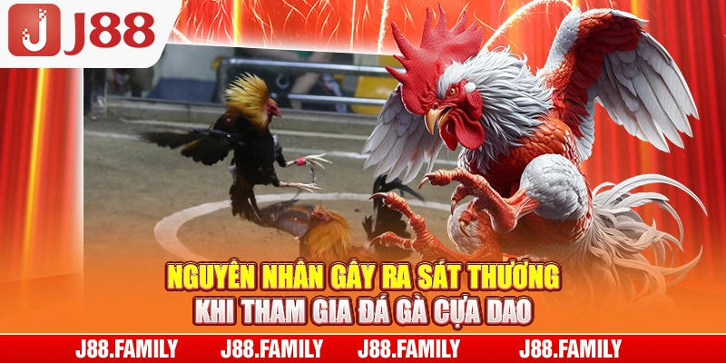 Nguyên nhân gây ra sát thương khi tham gia đá gà cựa dao