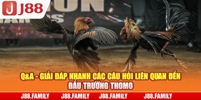 Q&A - Giải đáp nhanh các câu hỏi liên quan đến đấu trường Thomo