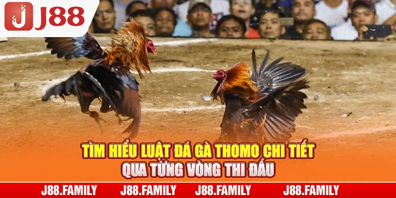Tìm hiểu luật đá gà thomo chi tiết qua từng vòng thi đấu